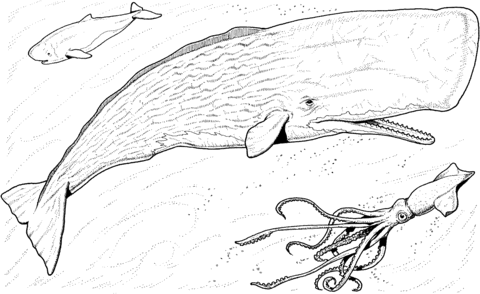 Sperm Whale Baby And Greater Hooked Squid Coloring Page